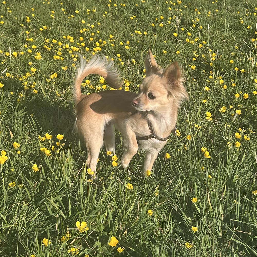 Skipton Therapy and Wellbeing - Misty